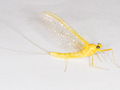 Heptagenia sulphurea